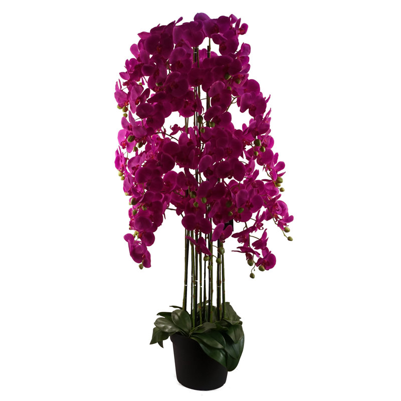 Anneus 150cm Plant