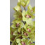 Vert cymbidium orchidée 41,5 po