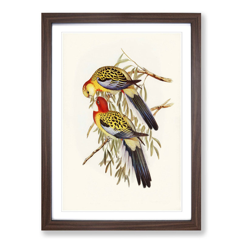 Splendid Parakeets by Elizabeth Gould - Picture Frame Painting Print, Walnut Framed, 65cm H x 48cm W x 2cm D