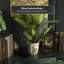 Satsuma Ceramic Planter-1963310353