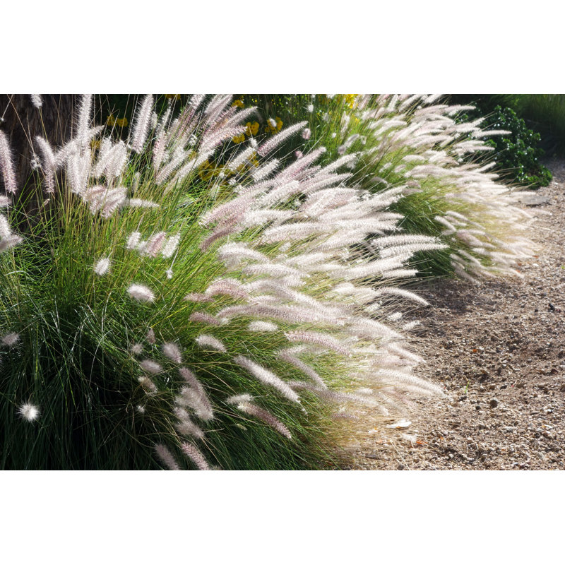 Bouquet d'herbe de fontaine, H 24 po x l 36 po