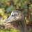 20"H MGO Goose Garden Statue-Bronze-899048287