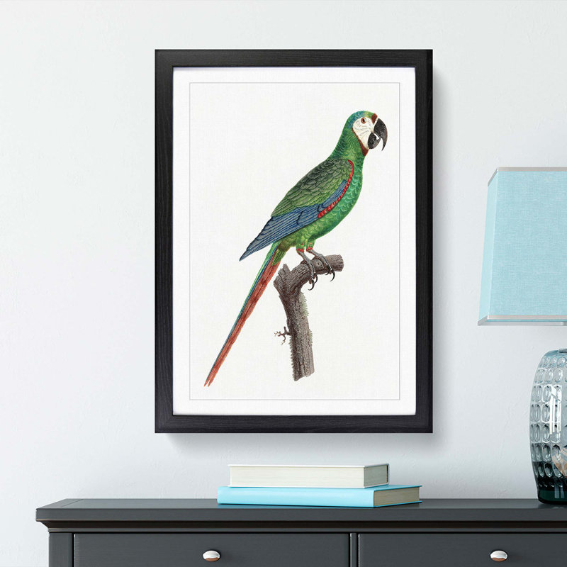 A Blue-Winged Macaw Parrot by F. Levaillant - Framed Print, 33cm H x 24cm W x 2cm D, Black Framed