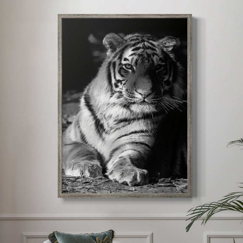 Tiger Repose Framed Print - Solid Wood
