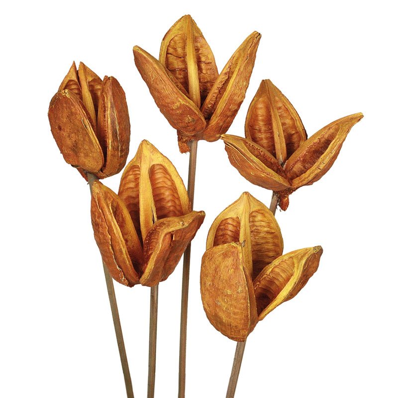 Vickerman 16" Aspen Gold Sora Pod attached to a Wood Stem. Includes 5 Stems per Pack, Dried