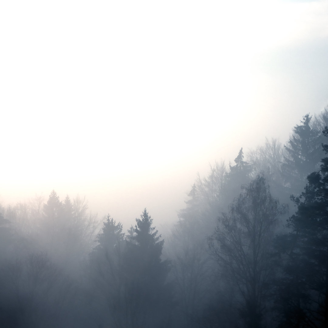 Wald im Morgennebel von Vidka - Kunstdrucke auf Leinwand ohne Rahmen