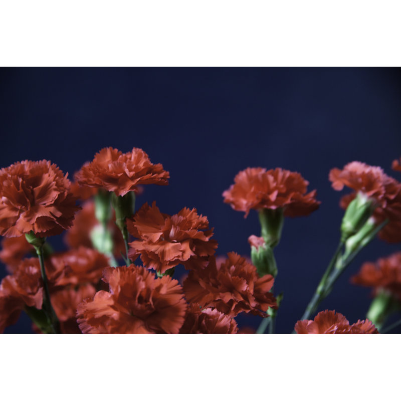 Fleurs rouges par Eyeshots, H 8 po x l 12 po