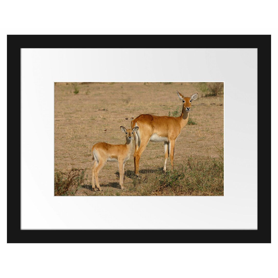 Gerahmtes Poster Gazelle With Cub