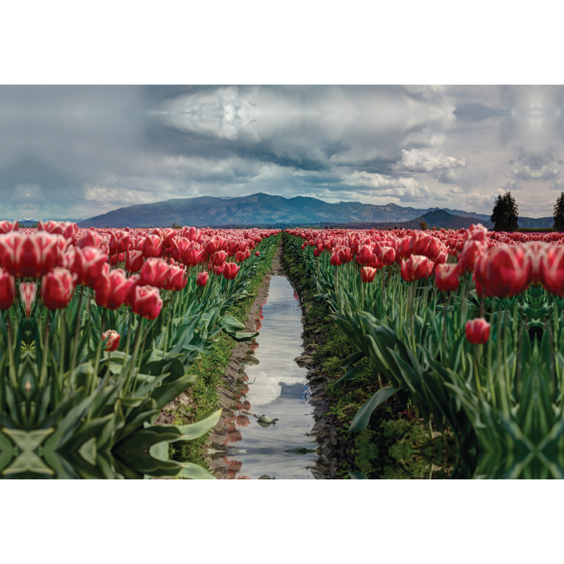Tulip Field - Wrapped Canvas Painting, 30cm H x 46cm W