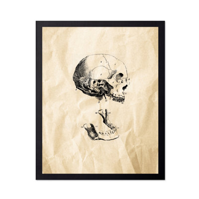 Human Skull