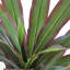 Red Faux Dracaena Tree In Plastic Pot