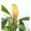 Brass Tropical Birds Plant Pals