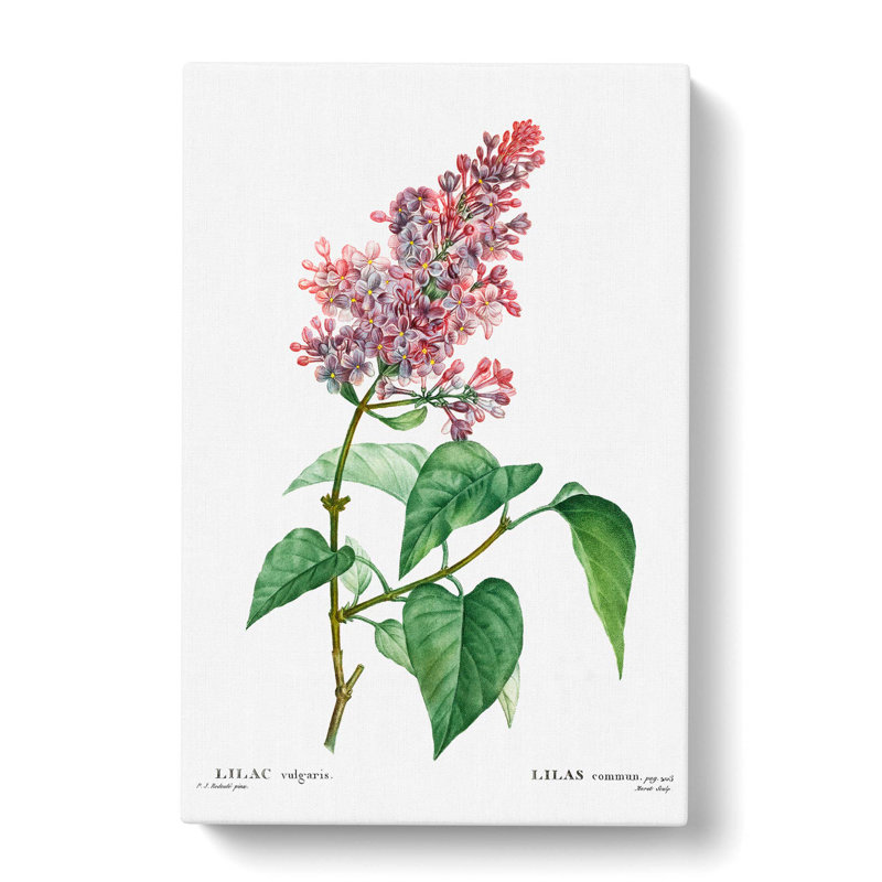 Pink Lilac Flowers by Pierre-Joseph Redoute - Wrapped Canvas Painting, 60cm H x 40cm W x 3cm D