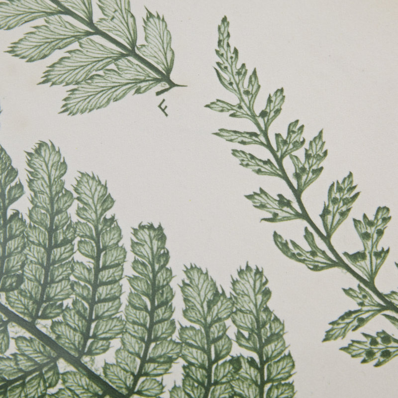 Lady Fern Collection Green Framed Botanical Wall Art Set