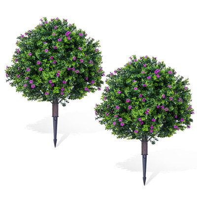 60cm Plant