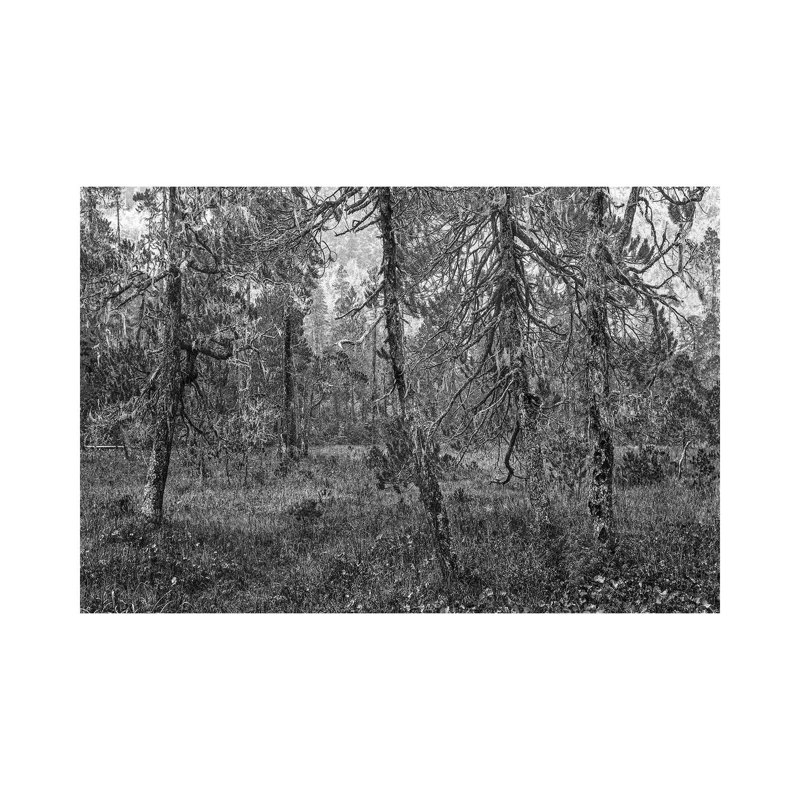 Tongass National Forest, Alaska by Tim Fitzharris - Gallery-Wrapped Canvas Giclée on Canvas, 20.32 cm H x 30.48 cm W, Canvas
