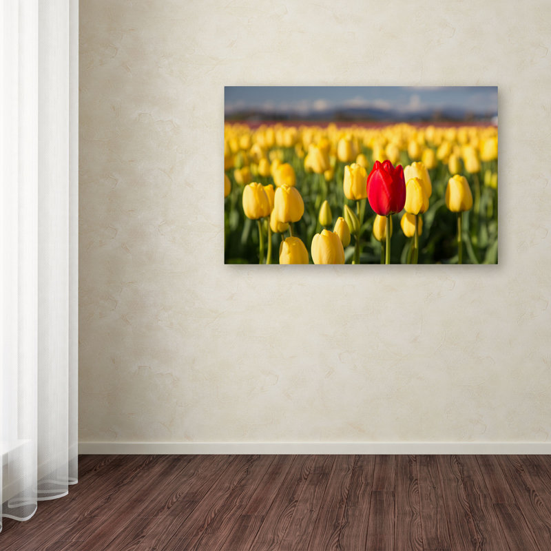 «Jenipertip Tulip» par Pierre Leclerc - reproduction de photo sur toile, H 12 po x l 19 po x P 2 po