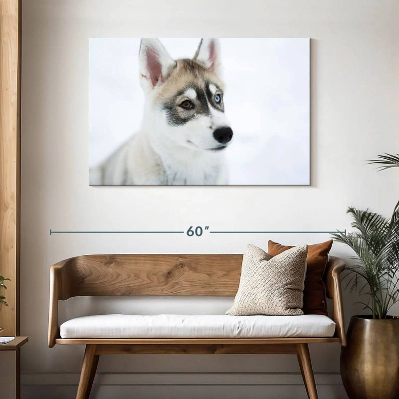 Brampt Glaring Husky, 30" H x 45" W