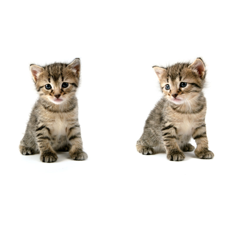 Tabby Kitten Posing by Vasiliki - No Frame Art Prints on Canvas, 51cm H x 76cm W