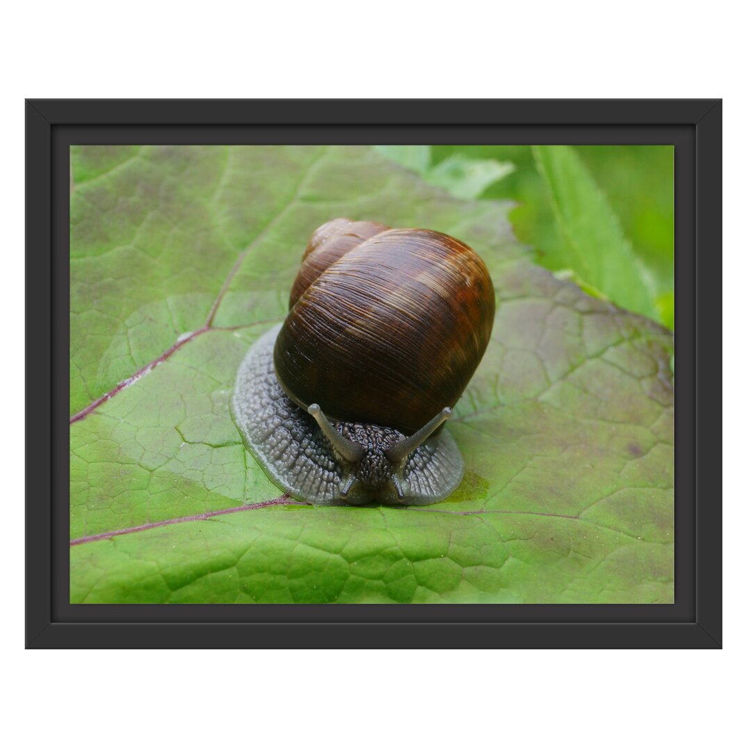 Gerahmtes Wandbild kleine Schnecke mit Schneckenhaus