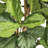 72'' Faux Fiddle Leaf Fig Tree in Metal Planter-86934551