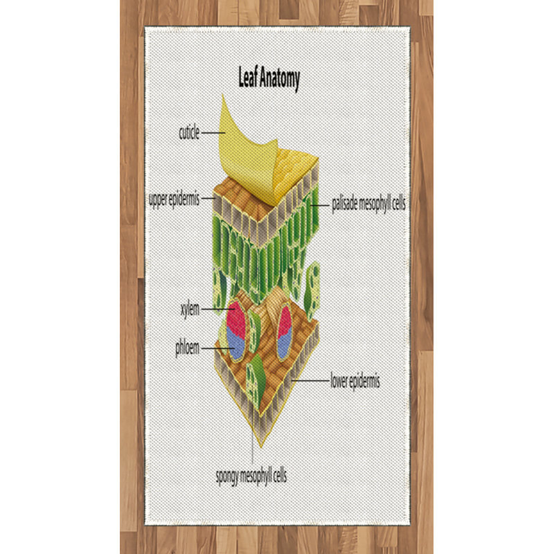 Tapis décoratif à longues fibres en fibres à haute densité Science, Rectangle 2 pi 7 po x 5 pi