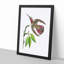 Purple-Tailed Hummingbird by George Shaw - Framed Print-55616584-55616588