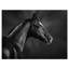 «Black Arabian Horse Portrait», reproduction d'art graphique sur toile tendue-19248022
