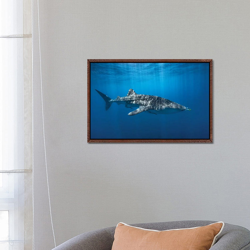 Whale Shark In The Blue by Barathieu Gabriel - Print on Canvas, 45.72cm H x 66.04cm W x 3.81cm D, Classic Brown Wood Framed