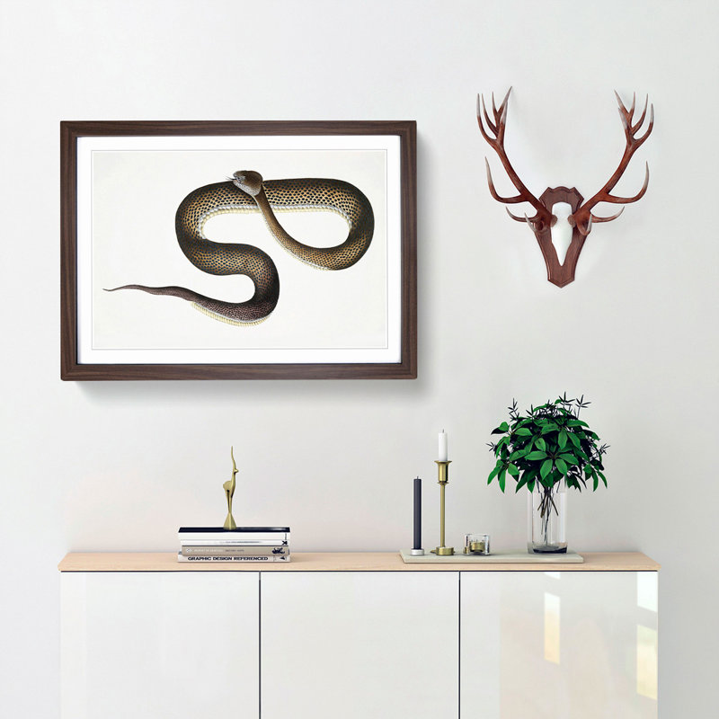 Blue Spotted Snake Illustration by John Edward Gray - Picture Frame Graphic Art Print, Walnut Framed, 27cm H x 36cm W x 2cm D