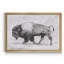 «Wild Bison Study II», impression sur toile encadrée-542752433-542752432