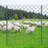 5 Feet Fence Post 10 Pack T-Post Heavy Duty Metal Fence Posts Green