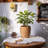 Petekar Pot Planter-443271996