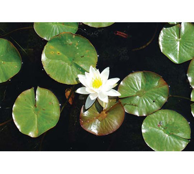 " Water Lily " by Jason Pierce