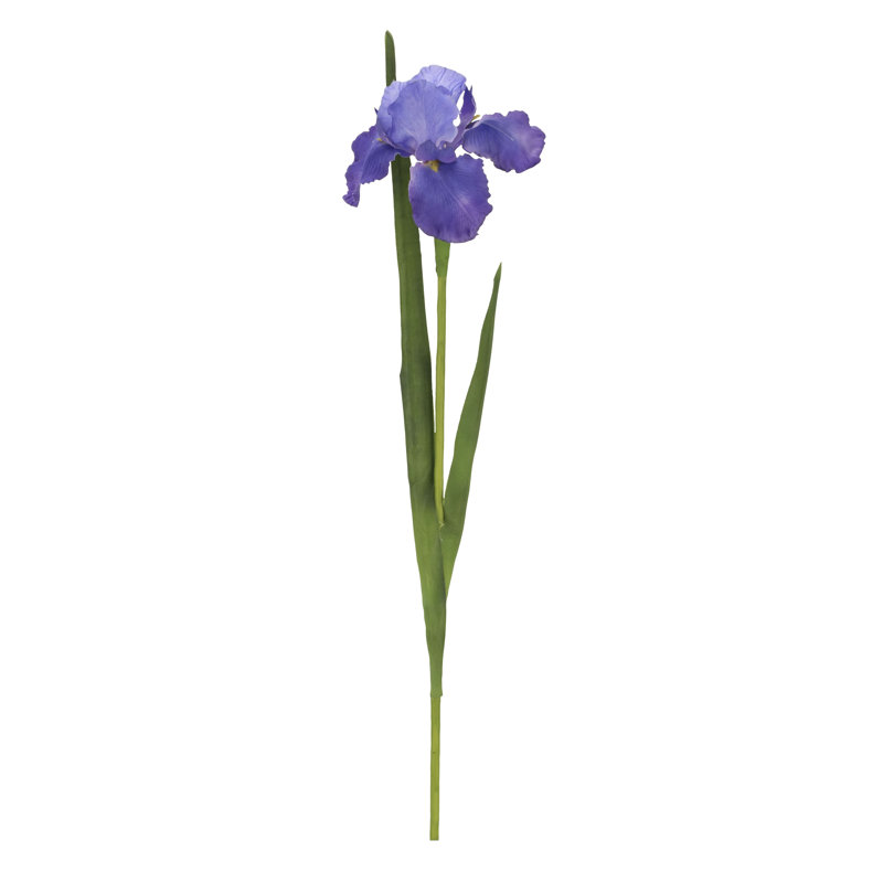 Iris-31 Inches Box Of 12, Lavender