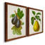 Antique Fruit VI - ensemble de 2 reproductions d'art sur toile-1486539677-1486539655