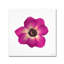 « hot rose fleur », reproduction de photo-12628001