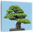 Harnek Japanese Pine Tree
