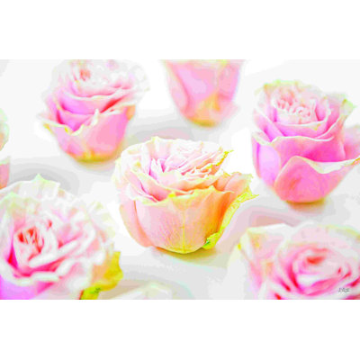 Fleurs de rose pâle III