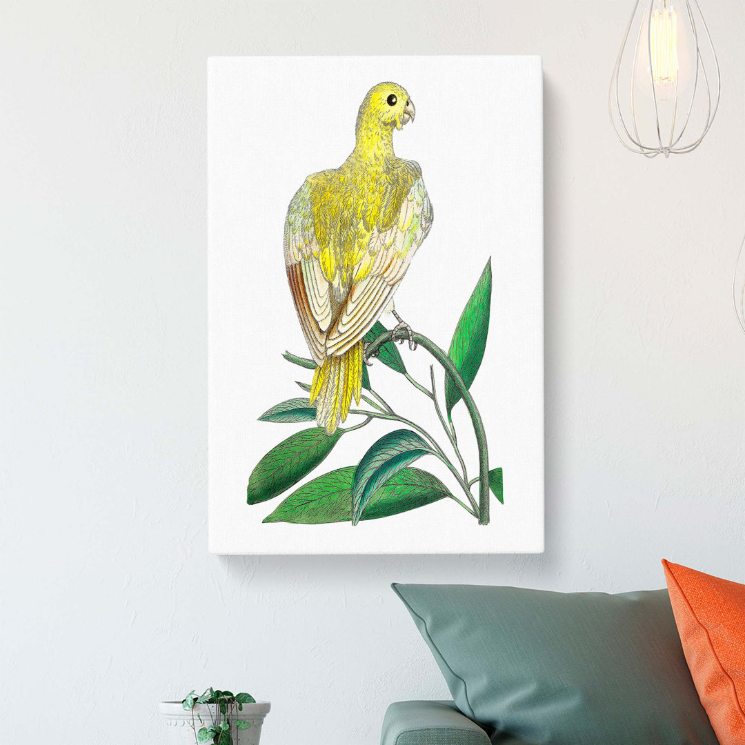 Yellow Parakeet by George Shaw - Wrapped Canvas