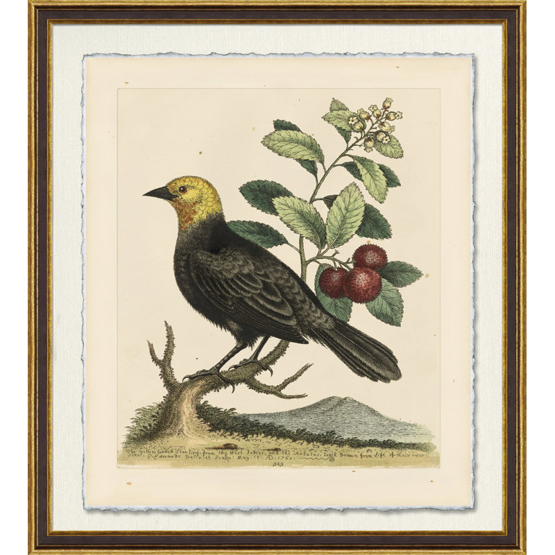 Yellow Headed Starling Print