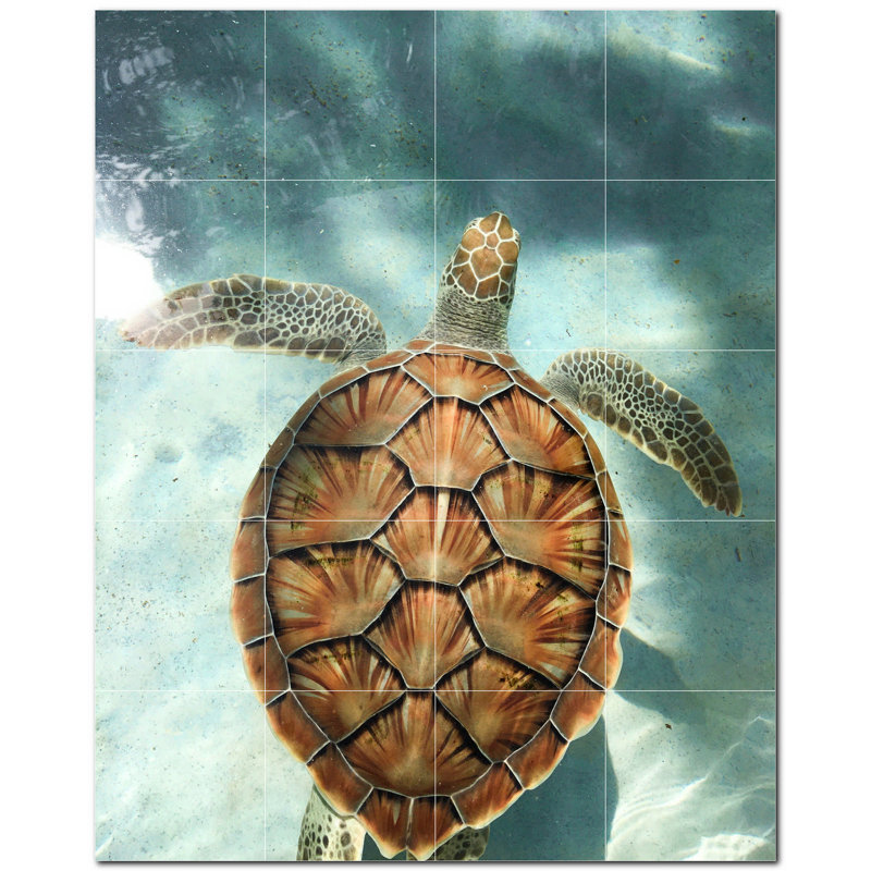 Tortue photo 6 x 6