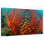 Corail de feu-107499609
