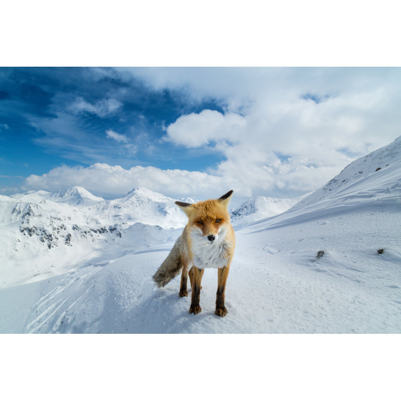 Fox in the Mountains - Photographie sur toile tendue, H 20 po x l 30 po