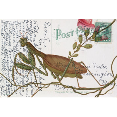 Praying Mantis Postcard by Deborah Revell