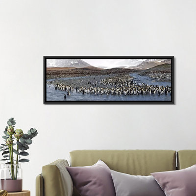 " King Penguins At St Andrews Bay, South Georgia Island "
