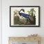 Louisiana Heron - reproduction d'art sur toile-143757993-143757992