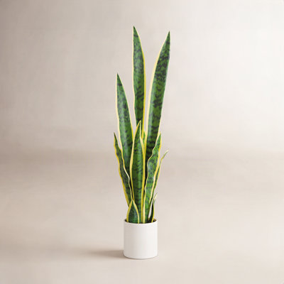 30" Snake Plant with Base Included