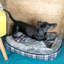 Winford Polyester Pet Bed-350742081