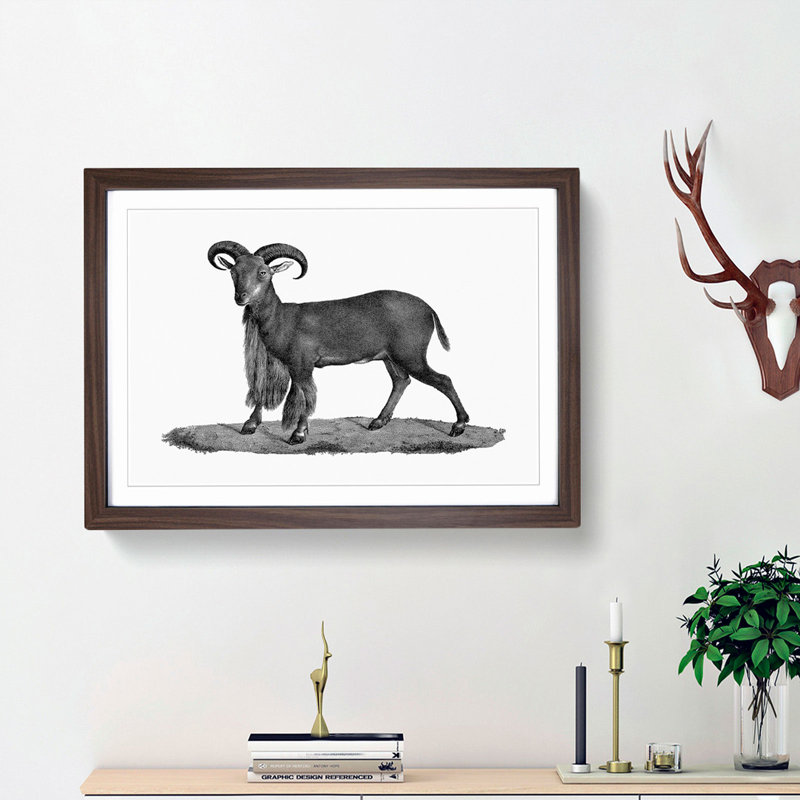 Goat Illustration - Picture Frame Drawing Print, 36cm H x 48cm W x 2cm D, Walnut Framed